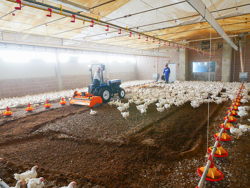 fräse für das zerhacken und mischen des einstreu von geflügelfarmen und kühställe pavo 120