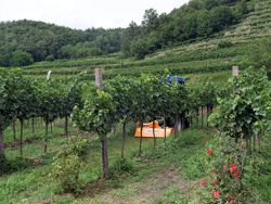 tocător pentru tractoare prelucrează iarba și vița de vie mod lince 140