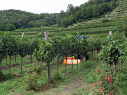 tocator pentru tractoare de tip kubota carraro deplasabil larg 100cm cu ciocane sau cuțite mod lince sp100